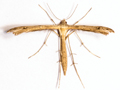 Stenoptilia annadactyla
